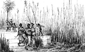 Сбор урожая сахарного тростника. Ф. Хольцлхубер. Акварель