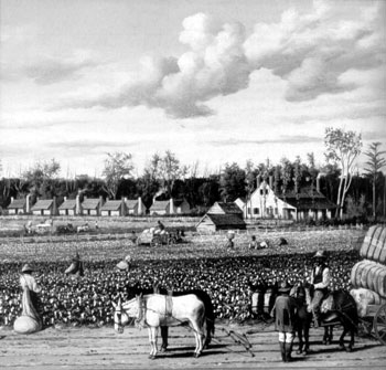 Хлопковая плантация на Юге. У. Уолкер. 1876 г.