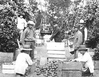Сбор апельсинов на побережье Санта-Анна. Калифорния. 1880-е гг.